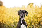 Great Dane