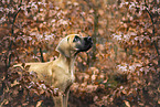 Great Dane Puppy