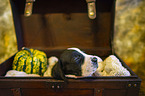 Great Dane Puppy