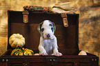 Great Dane Puppy