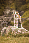 Deutsche Dogge Puppy