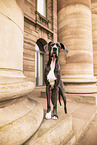 Great Dane