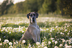 Great Dane