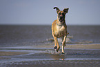 Great Dane