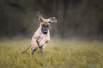 Great Dane pupp