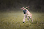 Great Dane pupp