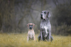 Great Dane pupp