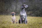 Great Dane pupp