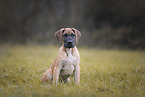 Great Dane pupp