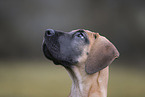 Great Dane pupp