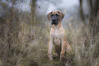 Great Dane pupp