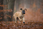 Great Dane pupp