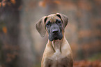 Great Dane pupp
