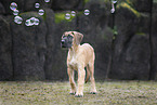 Great Dane pupp