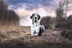 Great Dane