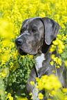Great Dane in rape field