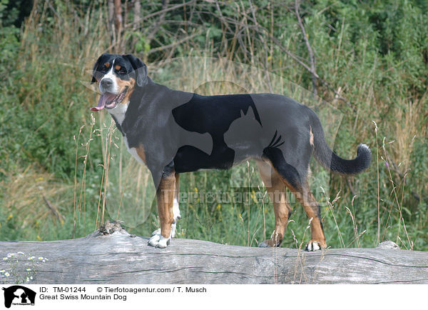 Groer Schweizer Sennenhund / Great Swiss Mountain Dog / TM-01244