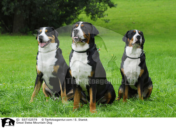 Groer Schweizer Sennenhund / Great Swiss Mountain Dog / SST-02578