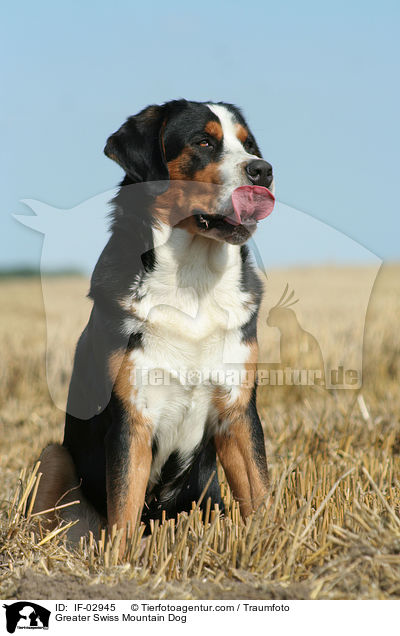Groer Schweizer Sennenhund / Greater Swiss Mountain Dog / IF-02945