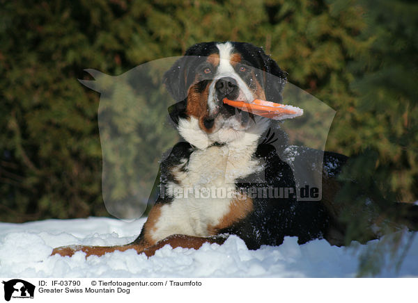 Greater Swiss Mountain Dog / IF-03790