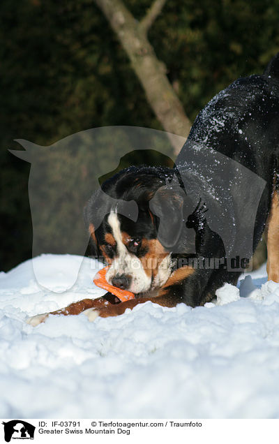 Greater Swiss Mountain Dog / IF-03791