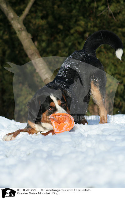 Greater Swiss Mountain Dog / IF-03792