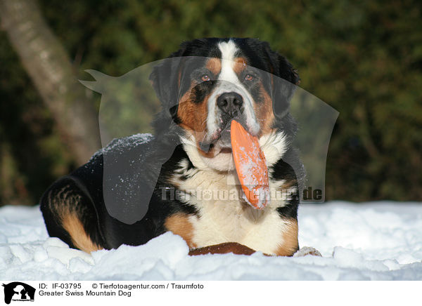 Greater Swiss Mountain Dog / IF-03795