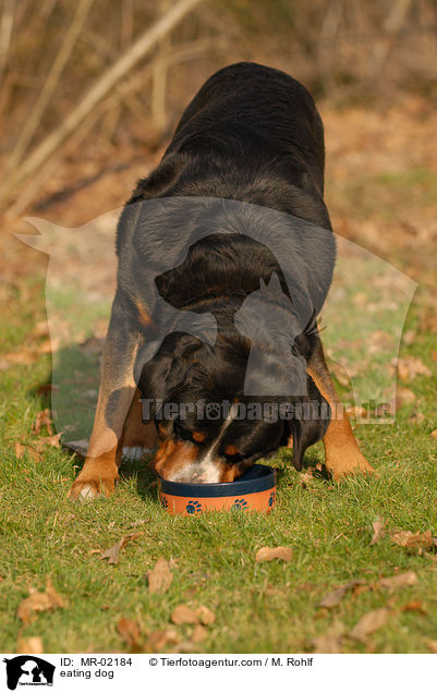 fressender Hund / eating dog / MR-02184