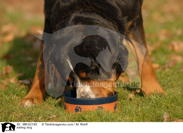 fressender Hund / eating dog / MR-02185