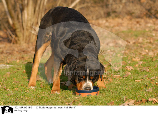 fressender Hund / eating dog / MR-02186