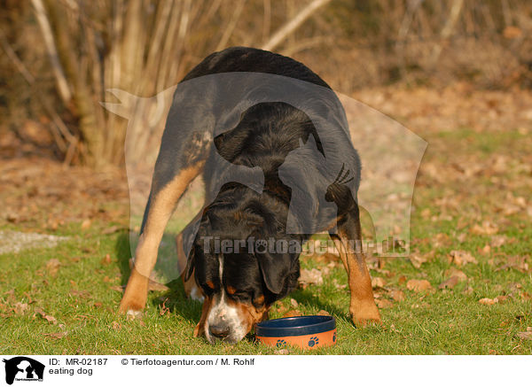 fressender Hund / eating dog / MR-02187