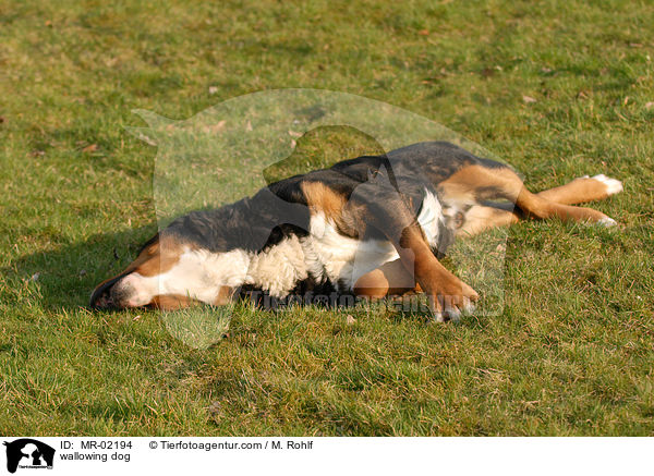 sich wlzender Hund / wallowing dog / MR-02194
