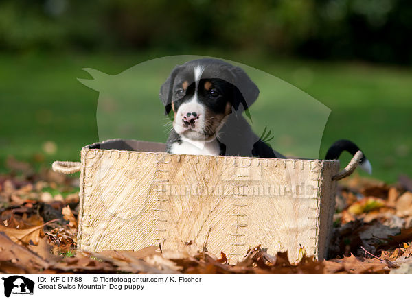 Great Swiss Mountain Dog puppy / KF-01788