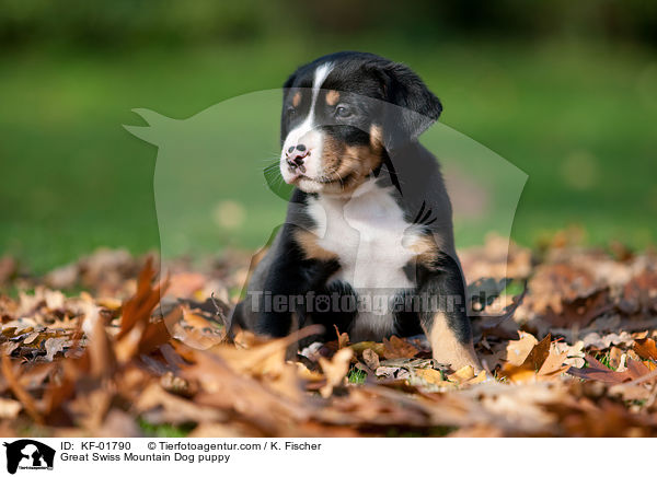 Great Swiss Mountain Dog puppy / KF-01790