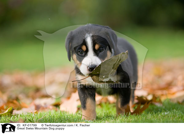 Great Swiss Mountain Dog puppy / KF-01799