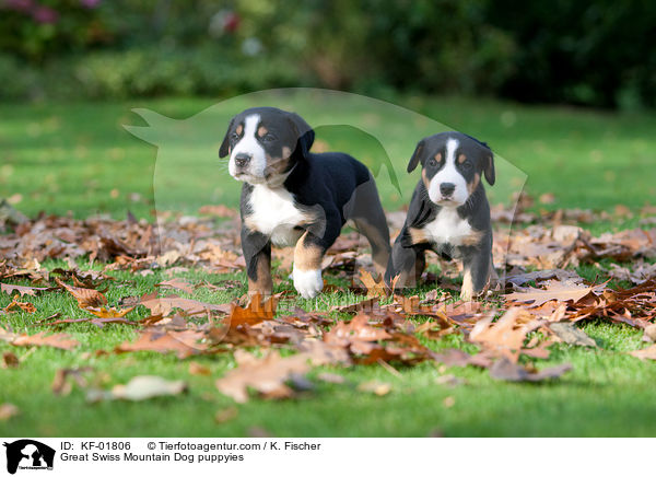 Great Swiss Mountain Dog puppyies / KF-01806