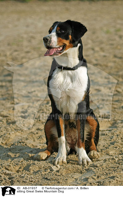 sitting Great Swiss Mountain Dog / AB-01937