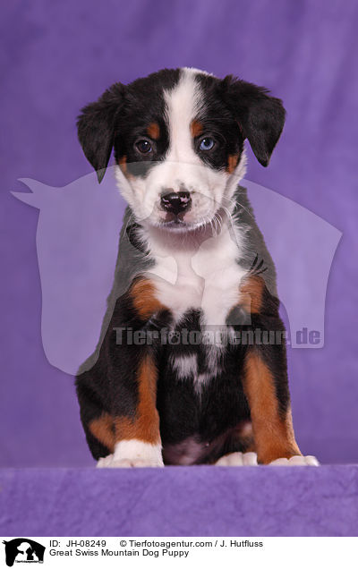 Groer Schweizer Sennenhund Welpe / Great Swiss Mountain Dog Puppy / JH-08249