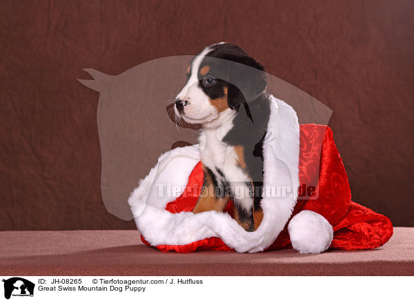 Great Swiss Mountain Dog Puppy / JH-08265