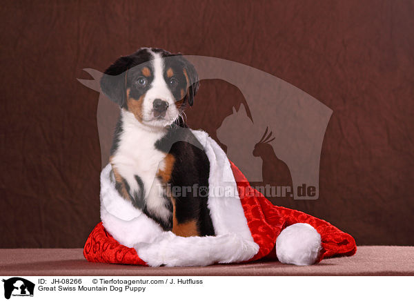 Great Swiss Mountain Dog Puppy / JH-08266