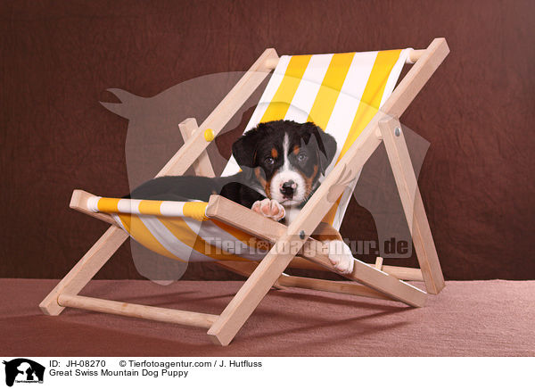 Groer Schweizer Sennenhund Welpe / Great Swiss Mountain Dog Puppy / JH-08270