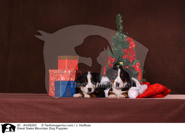 Great Swiss Mountain Dog Puppies / JH-08283