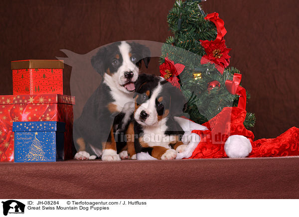 Great Swiss Mountain Dog Puppies / JH-08284