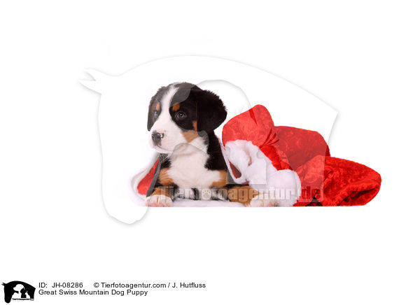 Great Swiss Mountain Dog Puppy / JH-08286