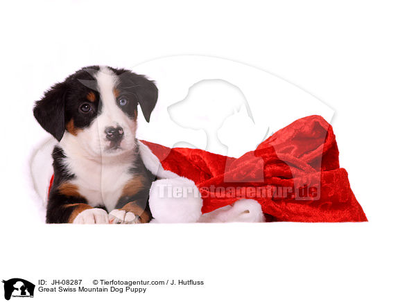 Great Swiss Mountain Dog Puppy / JH-08287