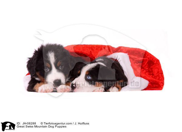 Great Swiss Mountain Dog Puppies / JH-08288