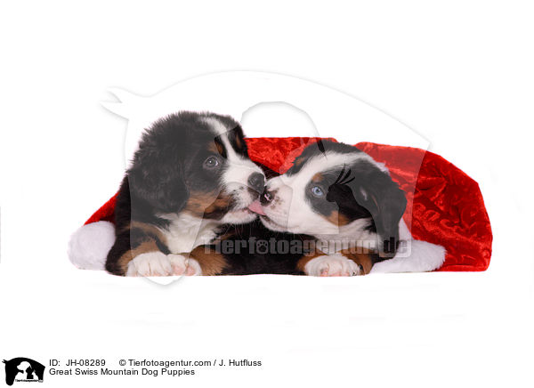 Groe Schweizer Sennenhund Welpen / Great Swiss Mountain Dog Puppies / JH-08289