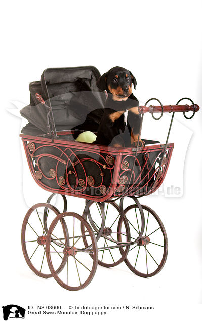 Groer Schweizer Sennenhund Welpe / Great Swiss Mountain Dog puppy / NS-03600