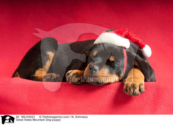Great Swiss Mountain Dog puppy / NS-03623