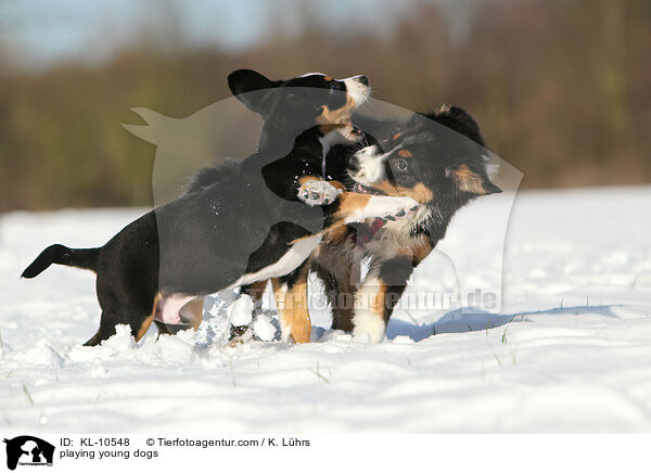 playing young dogs / KL-10548